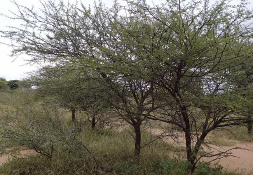 To Let 0 Bedroom Property for Rent in Madinyane North West